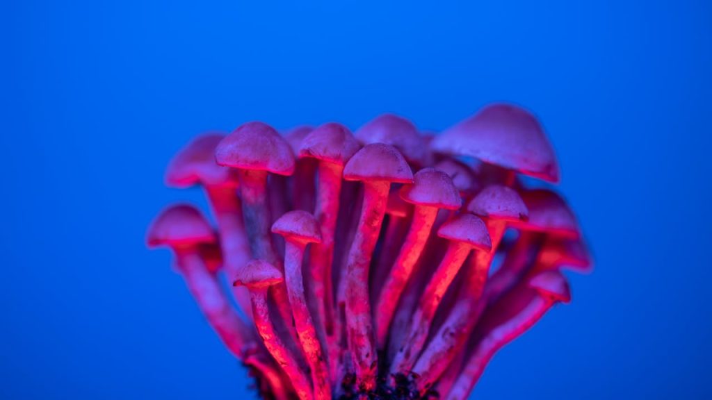 How Psilocybin Works? Cover photo with magic mushroom on a blue background