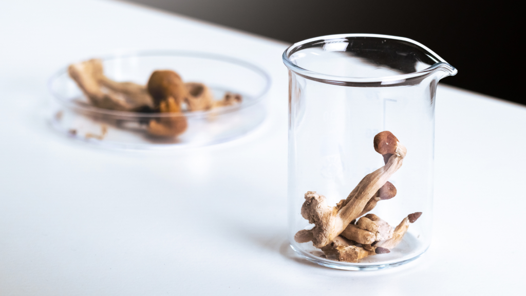 Magic shrooms in a lab
