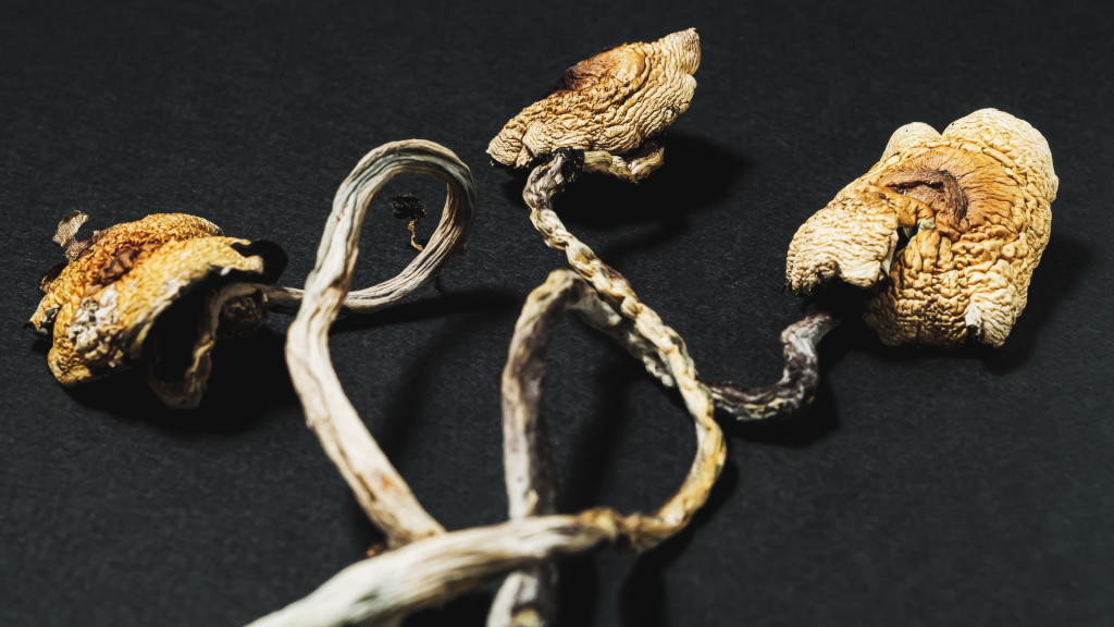 Dried magic mushrooms