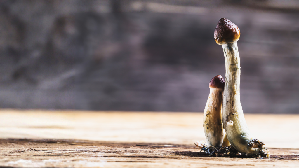 shrooms growing in the sun rays
