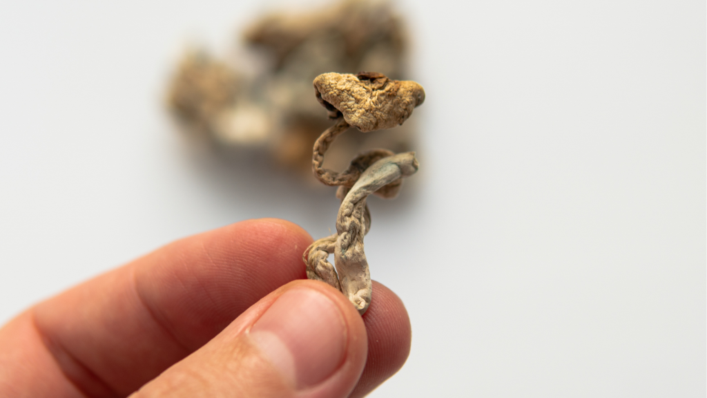 little shroom held between fingers