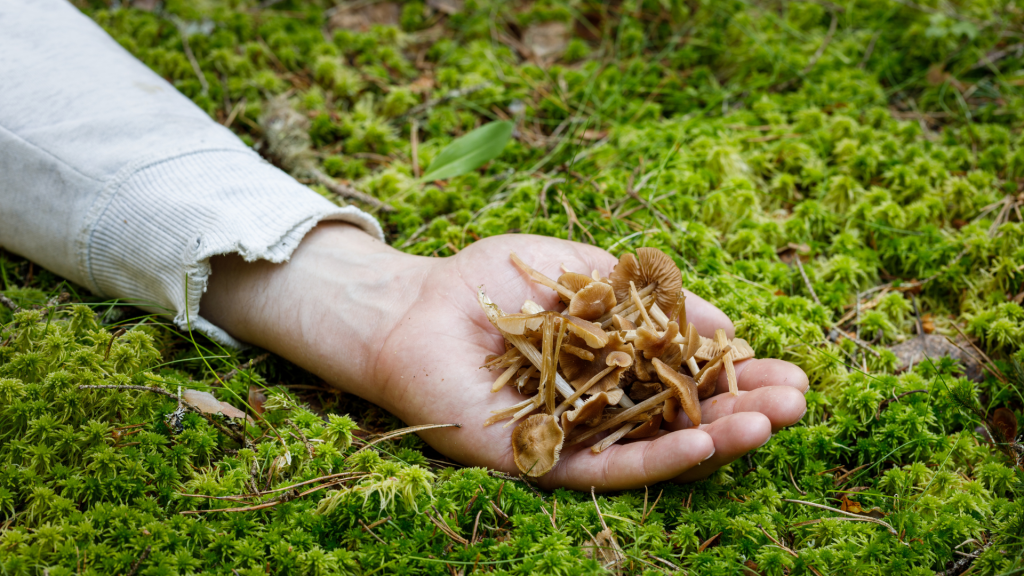 shrooms held in a hand in the forest