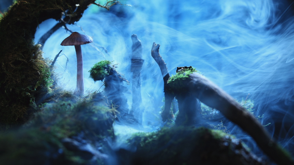 magic mushroom in a foggy forest