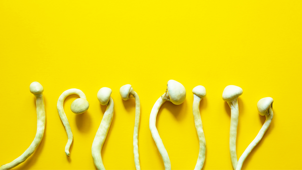 shrooms on yellow background