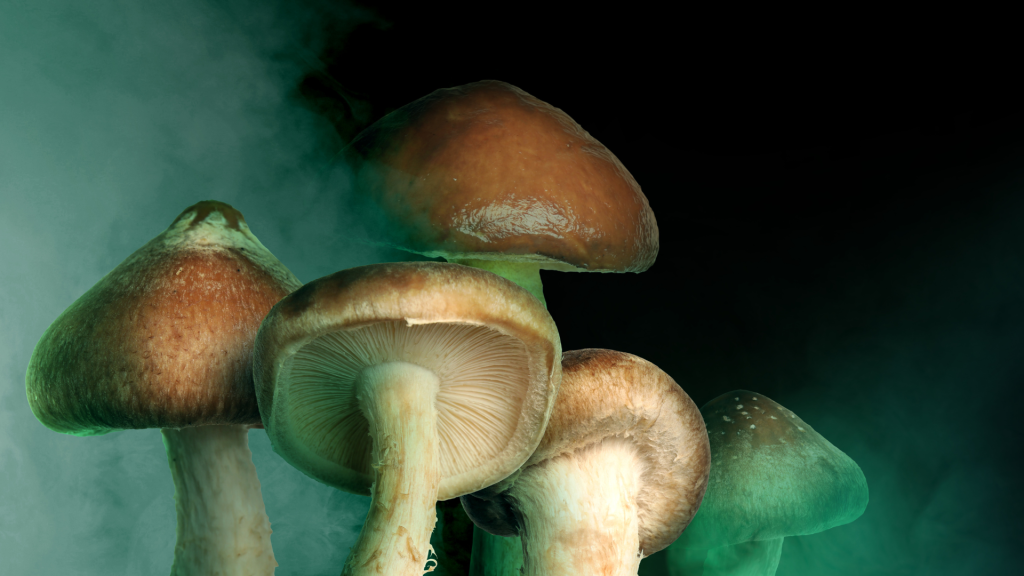 shrooms with some mist