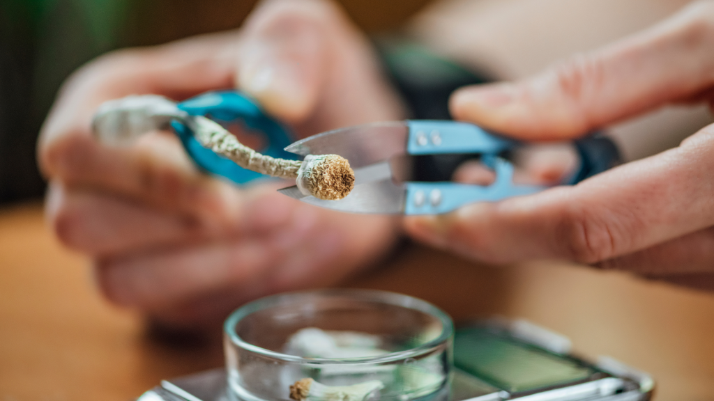 person cutting shrooms