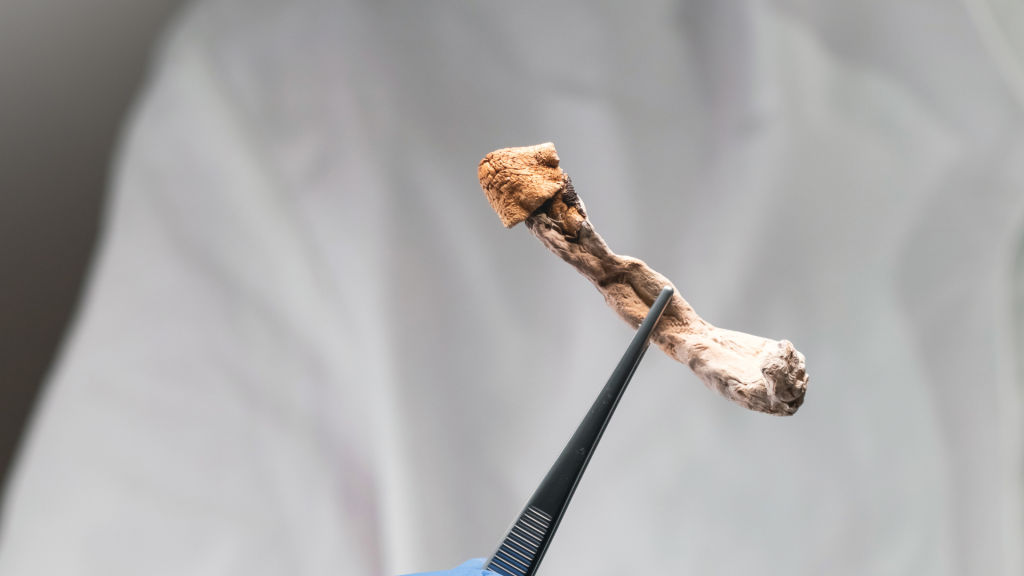 shroom held by tweezers