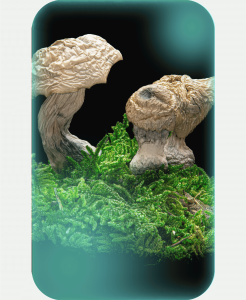 Buy Albino Bluey Vuitton, a powerful magic mushrooms strain from The Living Sacrament