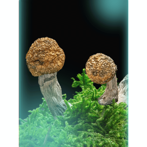 Buy Bluey Vuitton, a powerful magic mushrooms strain rom The Living Sacrament on a green moss