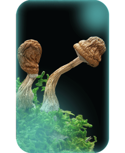 Buy Machine Elfz, a magic mushrooms strain from The Living Sacrament