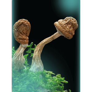 Buy Machine Elfz, a magic mushrooms strain from The Living Sacrament