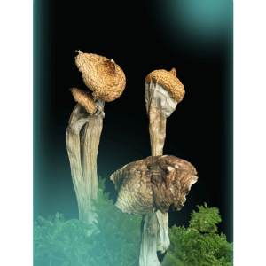 Buy Penis Envy 6 , a powerful magic mushrooms strain from The Living Sacrament