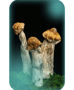 Buy Penis Envy, a powerful magic mushrooms strain from The Living Sacrament