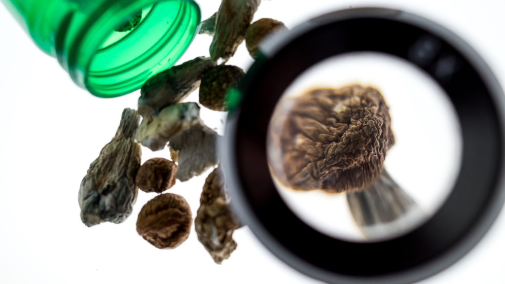 Magic shroom under a magnifying glass