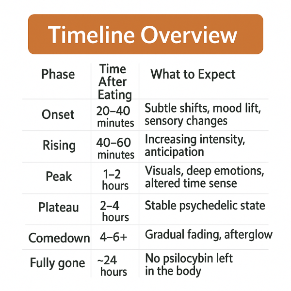 Shroom Chocolate Guide: Dosage, Timeline, and What to Expect timeline overview