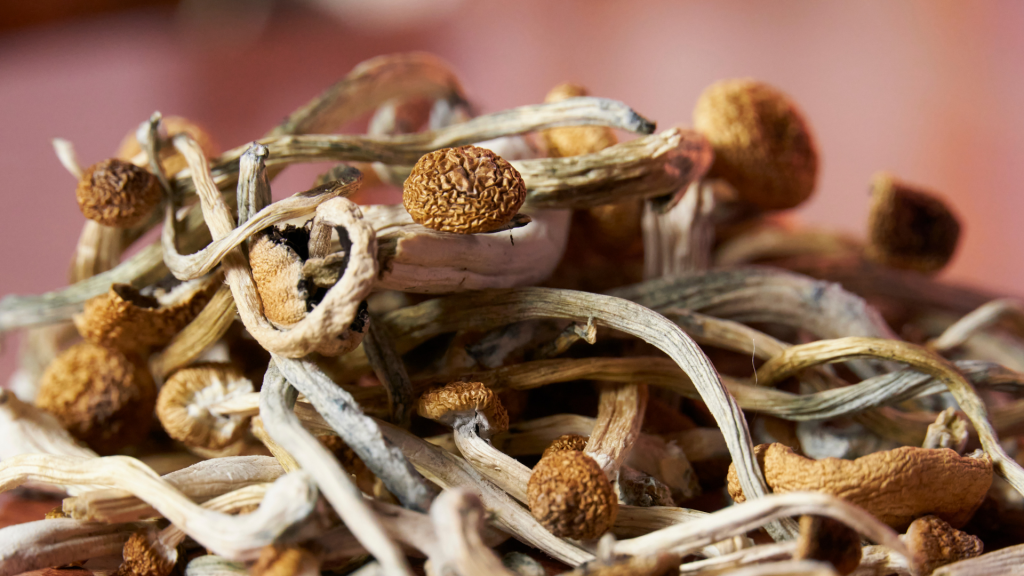 dried mushrooms on a pile