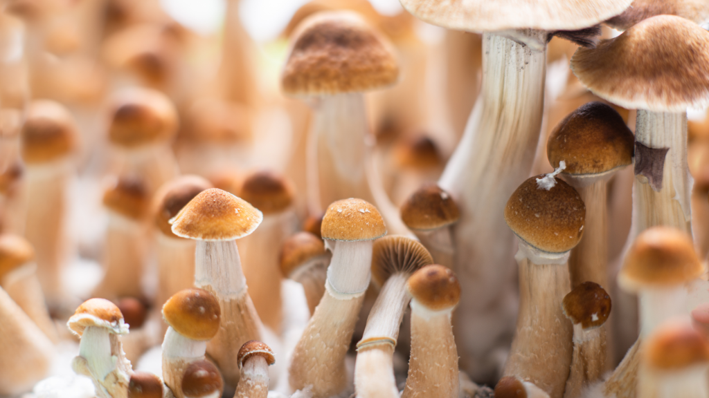 Psilocybe Cubensis growing