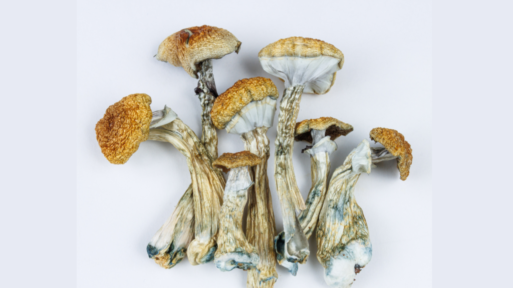 Magic mushrooms on a piece of paper