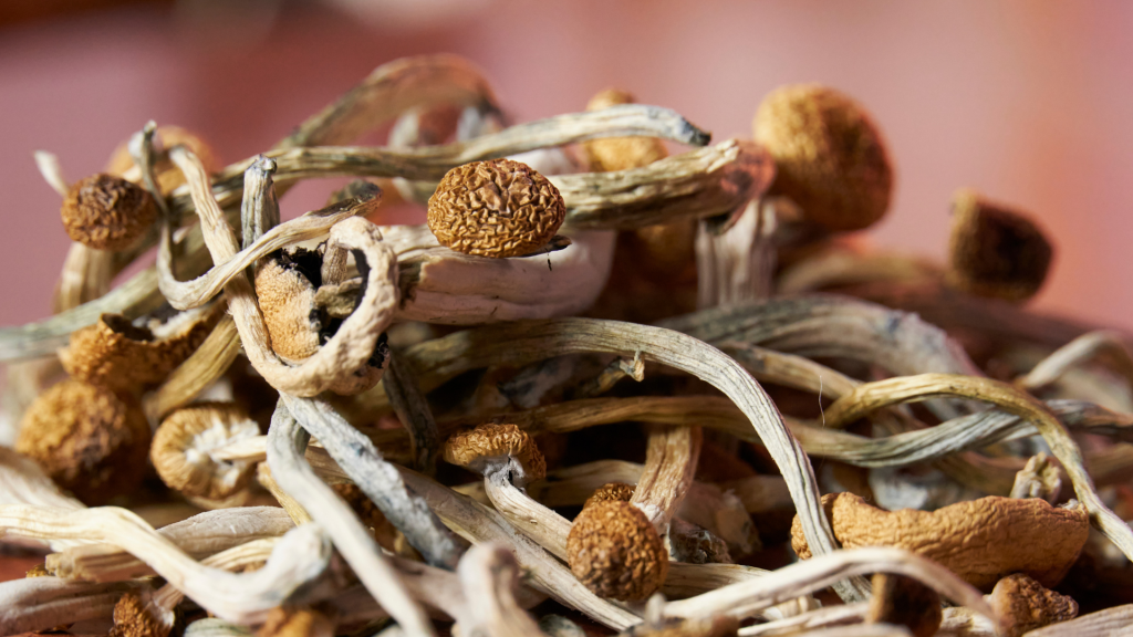 Magic mushrooms on a pile