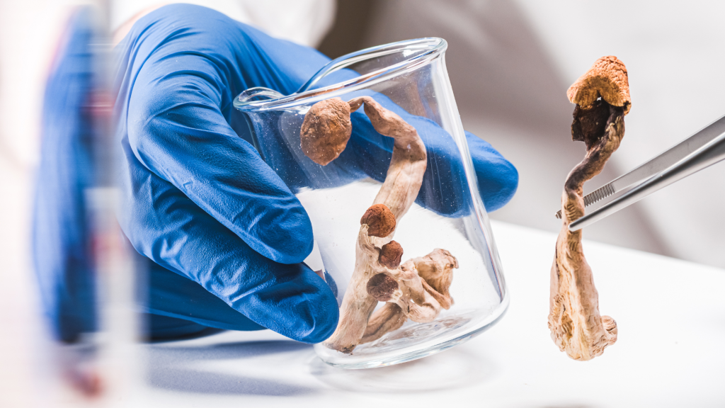 magic mushroom in a beaker wondering what is psilocybin