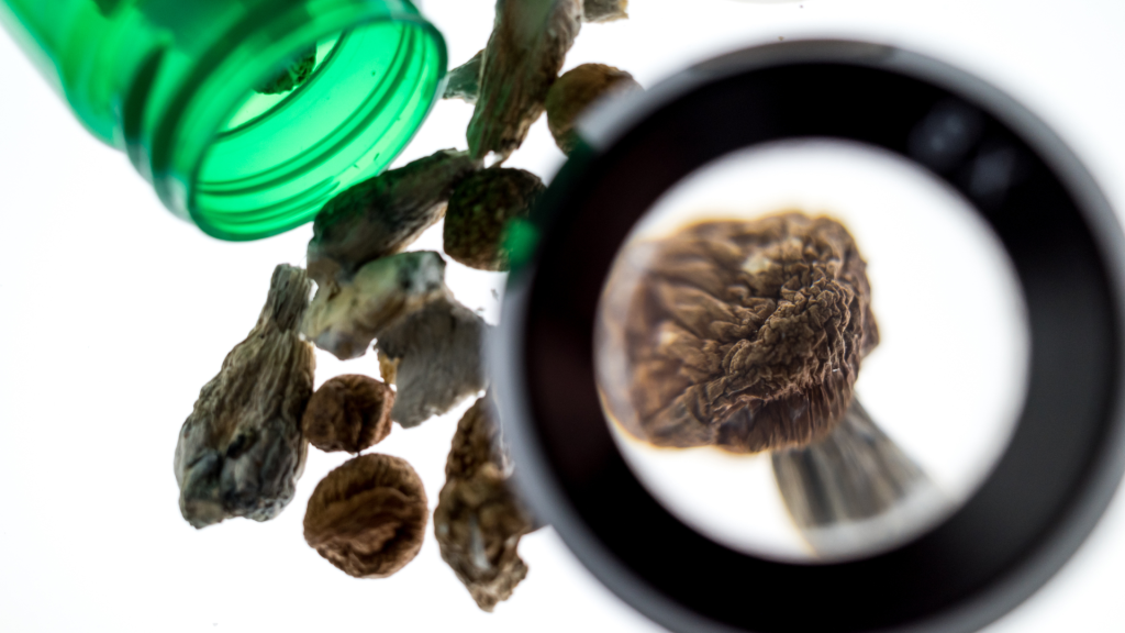 closeup on a magic mushroom in a lab