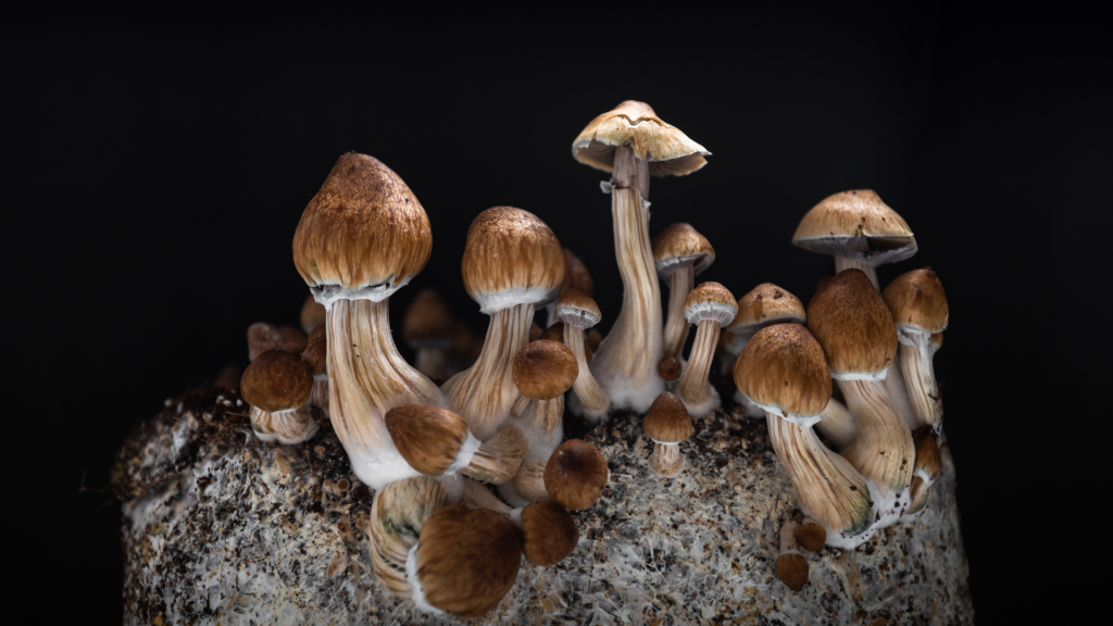 Magic mushrooms growing on mycelium