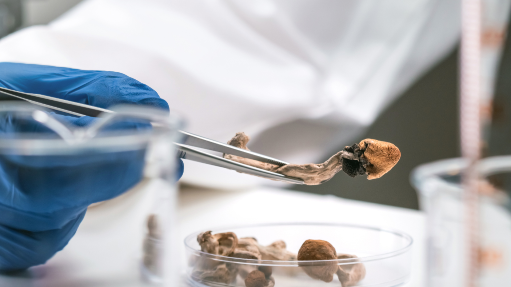 scientist picking up a magic mushroom