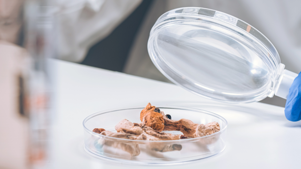 magic shrooms in a lab