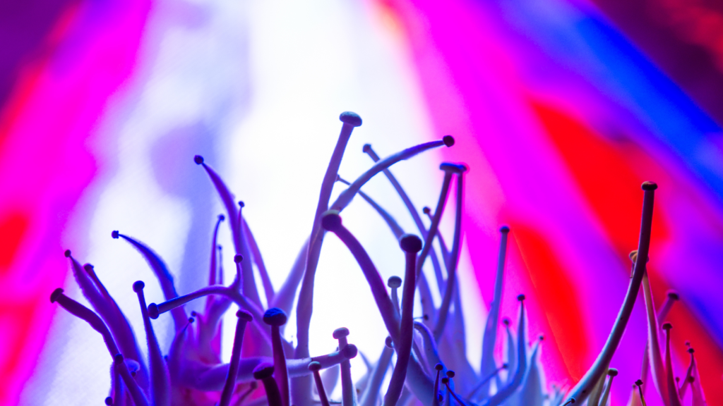 shrooms in a rave