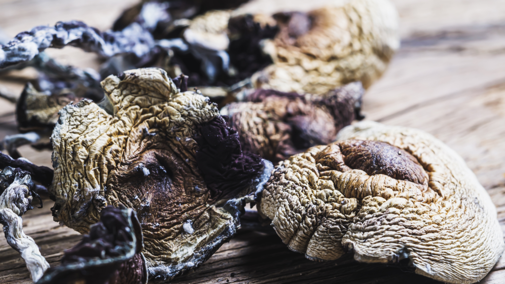 dried magic shrooms on a table
