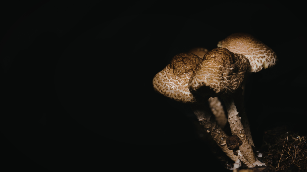 mushrooms in a dark room