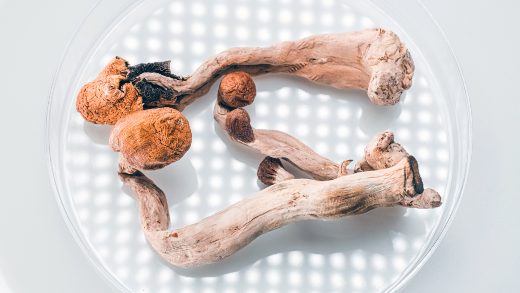 Some magic shrooms on a petri dish