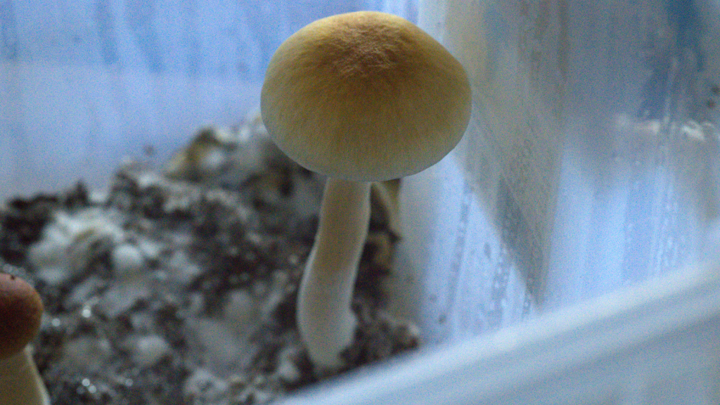shroom growing in a container