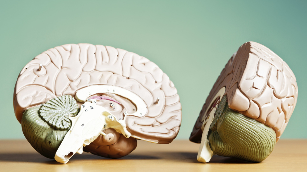 brain split in half showing the benefits of shrooms