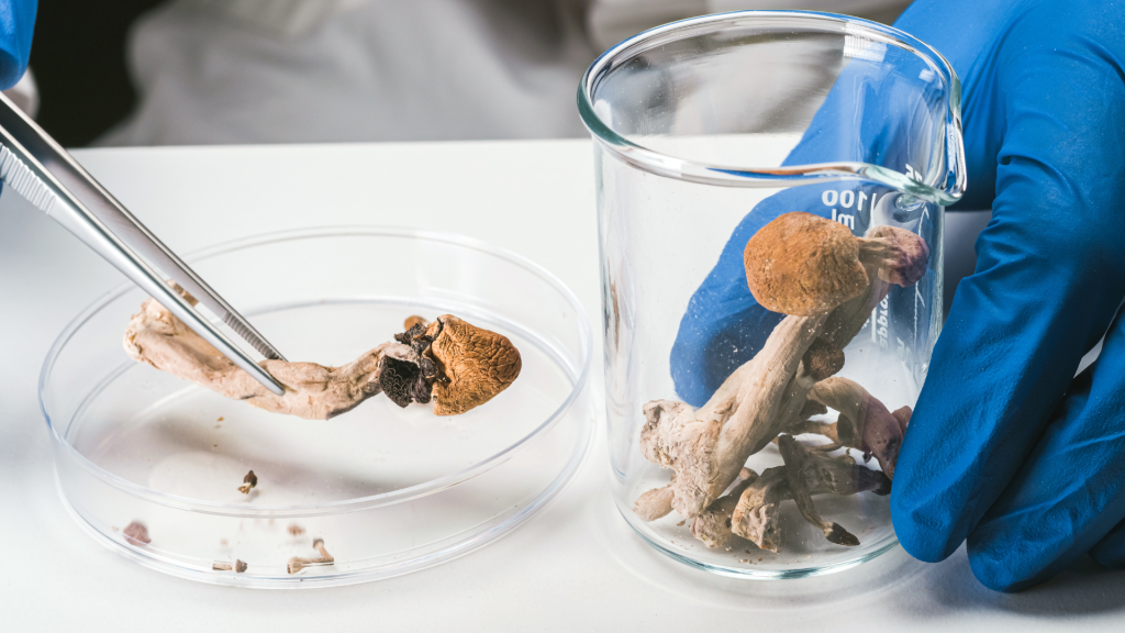 scientist studies differences between psilocybin vs psilocin
