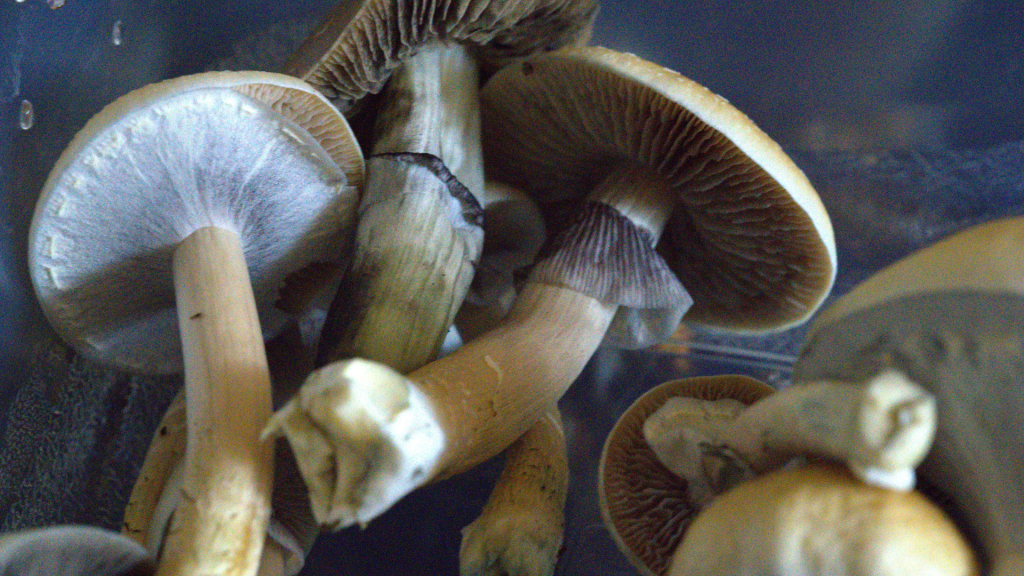 mushrooms, just a pile of shrooms