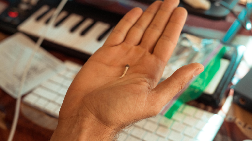 tiny little shroom on a palm of a hand