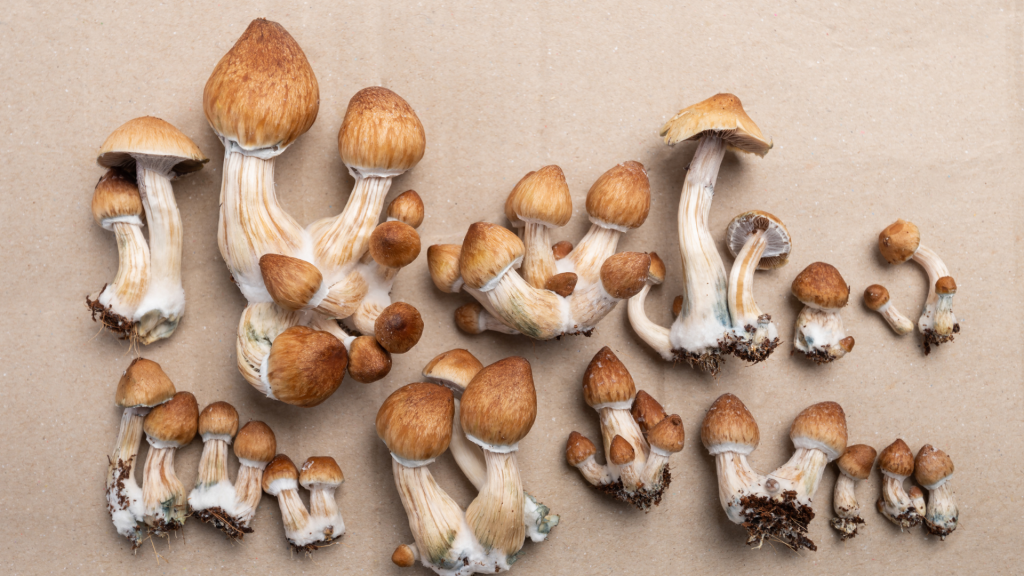 shrooms in a neat row