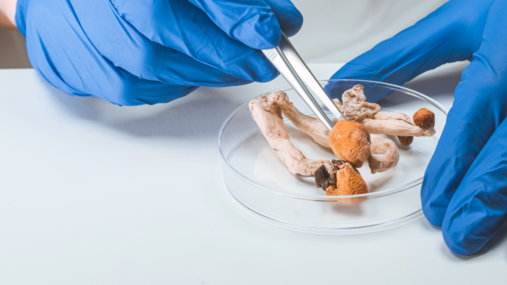 researcher studying magic mushrooms