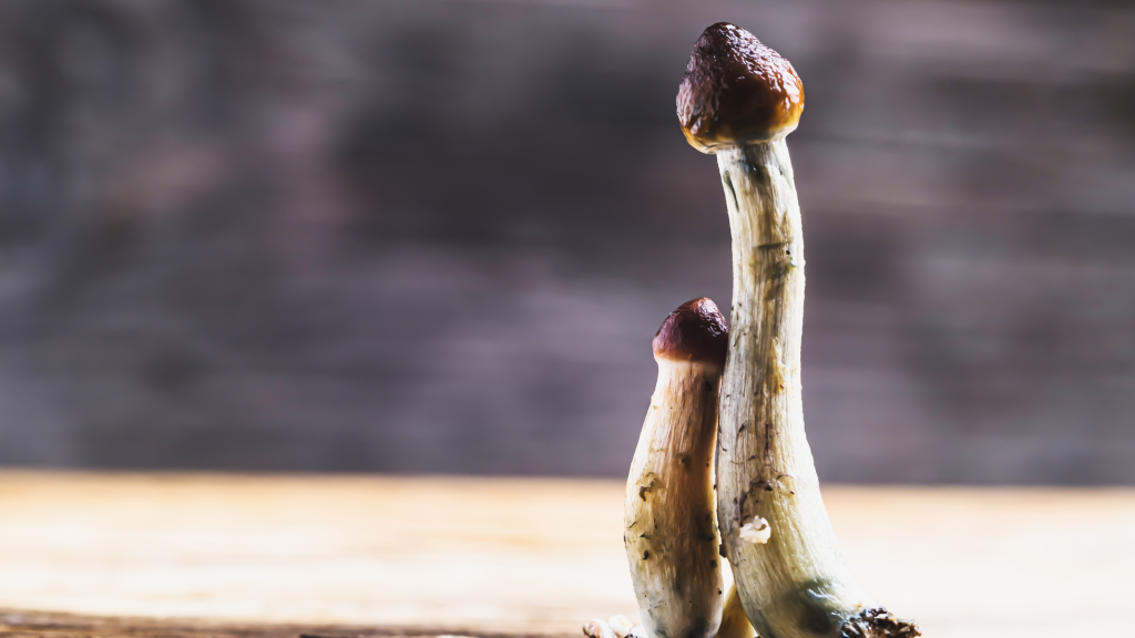 small shroom growing